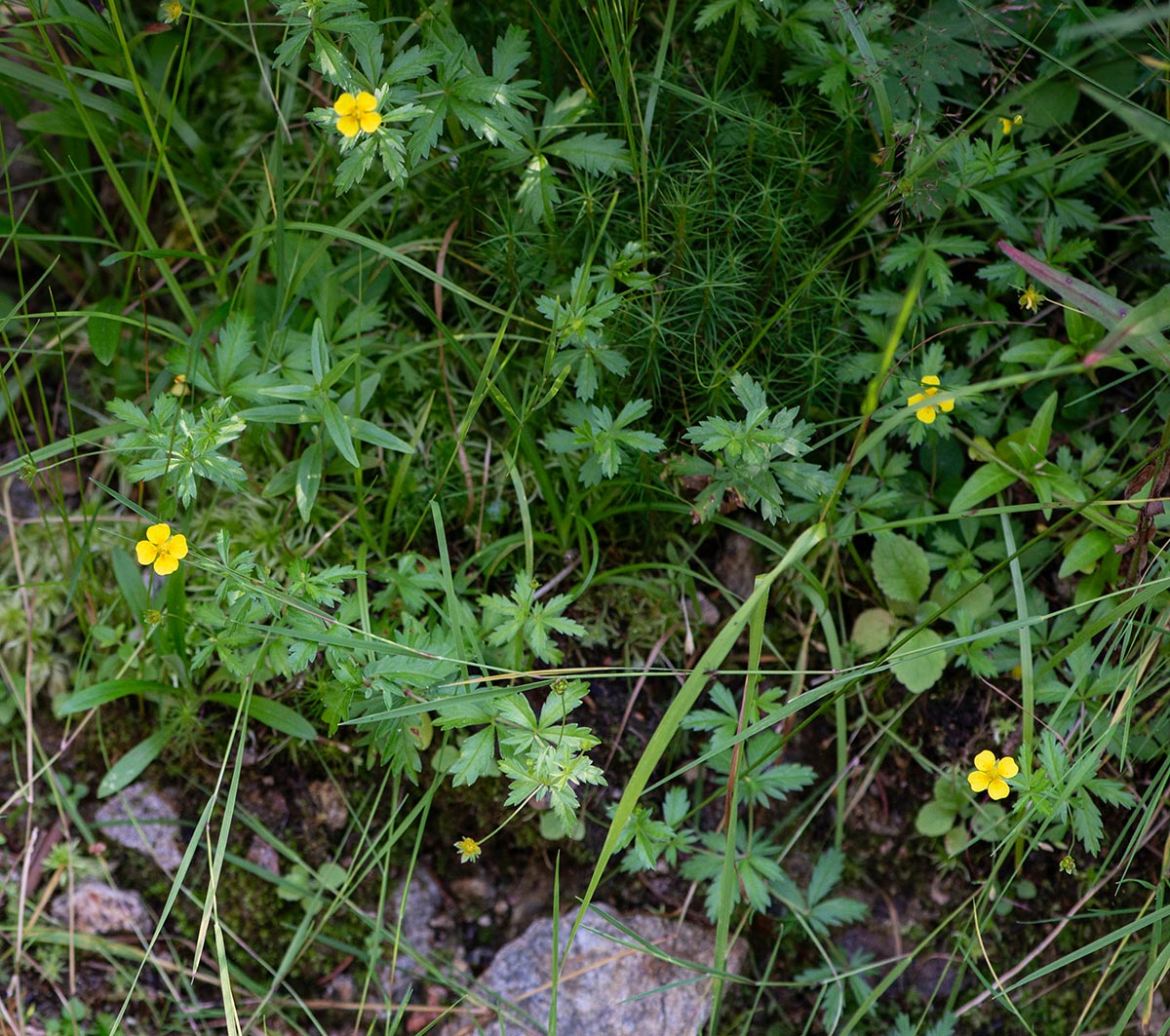 Habitus